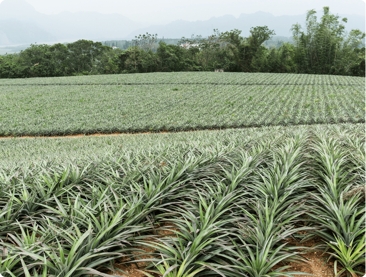 ananas 2